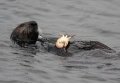 Sea Otter