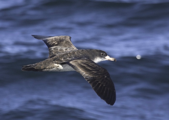 Pink-footed Shearwater