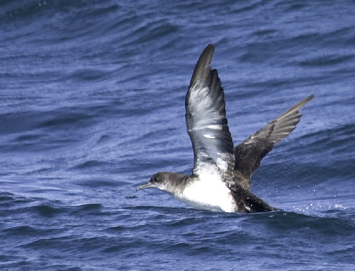 Black-vented Shearwater