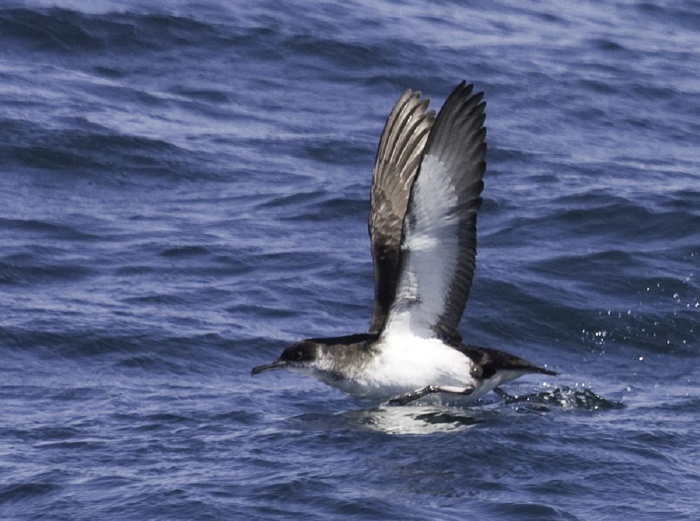 Manx Shearwater