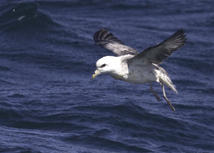 Northern Fulmar