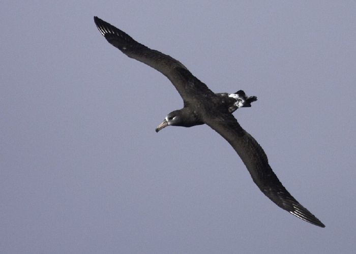 Black-footed Albatross