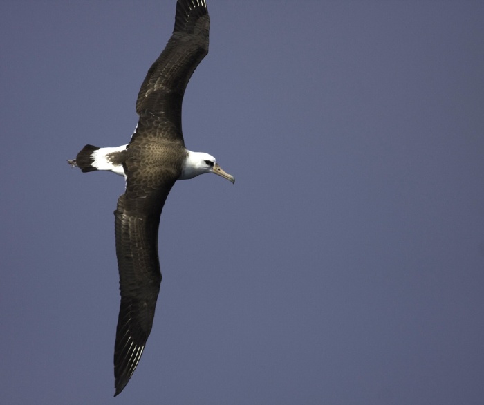 Laysan Albatross
