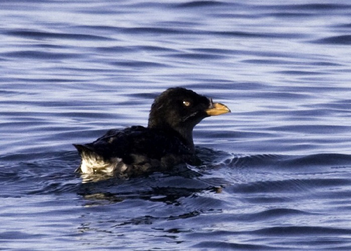 Rhinocerous Auklets