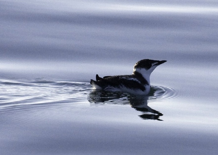 Marbled Murrelet