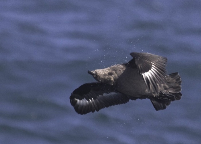 South Polar Skua