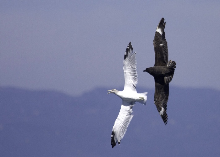 South Polar Skua