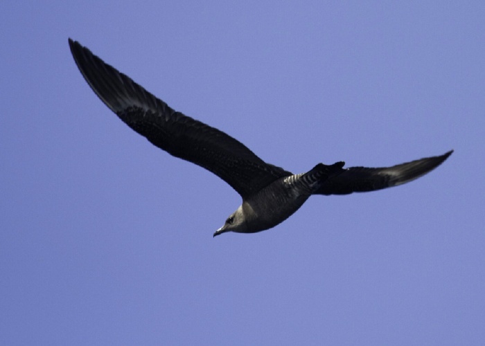 Long-tailed Jaeger