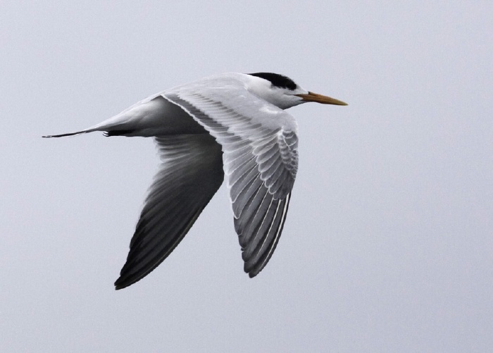 Elegant Tern