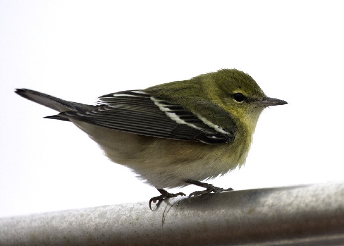 Bay-breasted Warbler