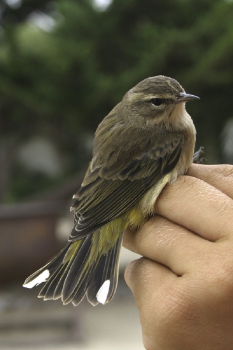 Palm Warbler