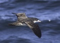 Pink-footed Shearwater