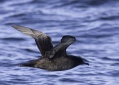 Sooty Shearwater