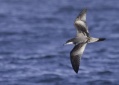 Bullers Shearwater