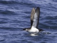 Manx Shearwater