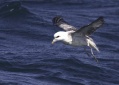 Northern Fulmar