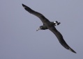 Black-footed Albatross