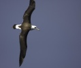 Laysan Albatross