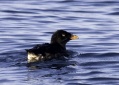 Rhinocerous Auklets