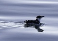 Marbled Murrelet