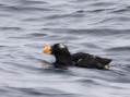 Tufted Puffin