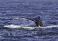 Humpback Whale