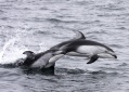 Pacific White-sided Dolphin