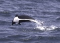  Northern Rightwhale Dolphin