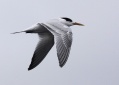 Elegant Tern