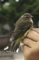 Palm Warbler