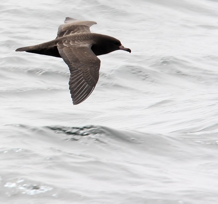Flesh-footed Shearwater