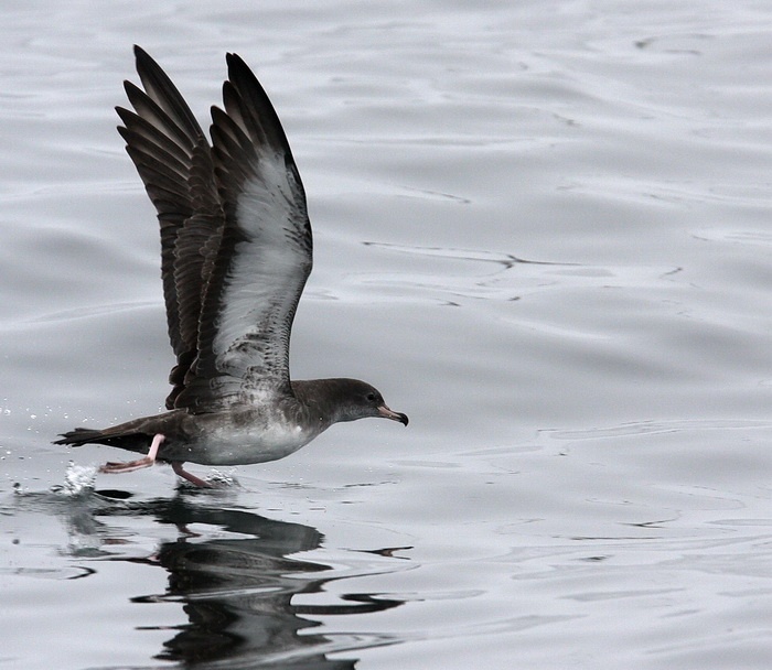Pink-footed Shearwater