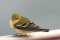 Bay-breasted Warbler