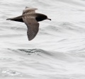 Flesh-footed Shearwater