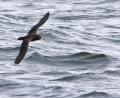 Flesh-footed Shearwater