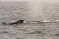 Humpback Whale