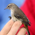 Palm Warbler