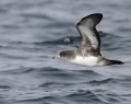 Pink-footed Shearwater
