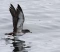 Pink-footed Shearwater