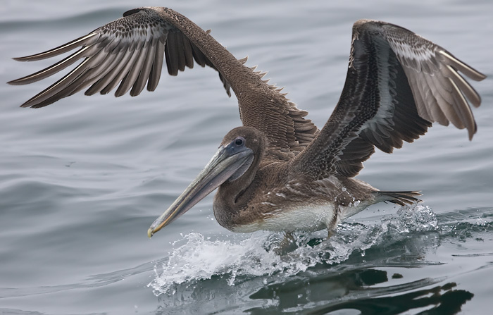 Brown Pelican