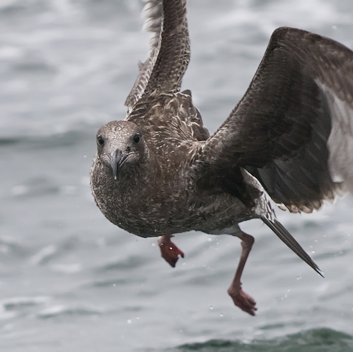 Western Gull