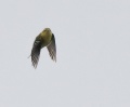 Bay-breasted Warbler