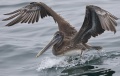 Brown Pelican
