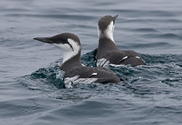 Common Murre