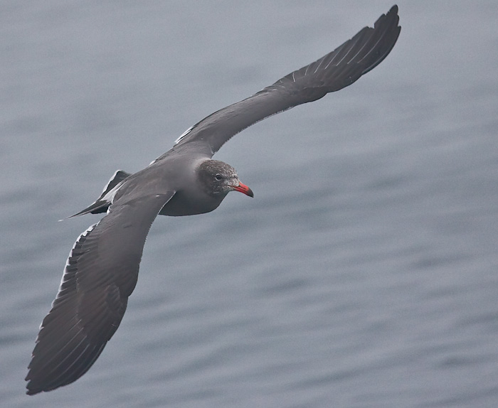 Heermann's Gull