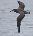 Black-footed Albatross