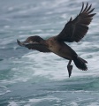 Brand't Cormorant