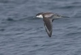 Buller's Shearwater
