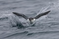 Common Murre