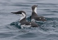 Common Murre